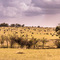 Serengeti NP